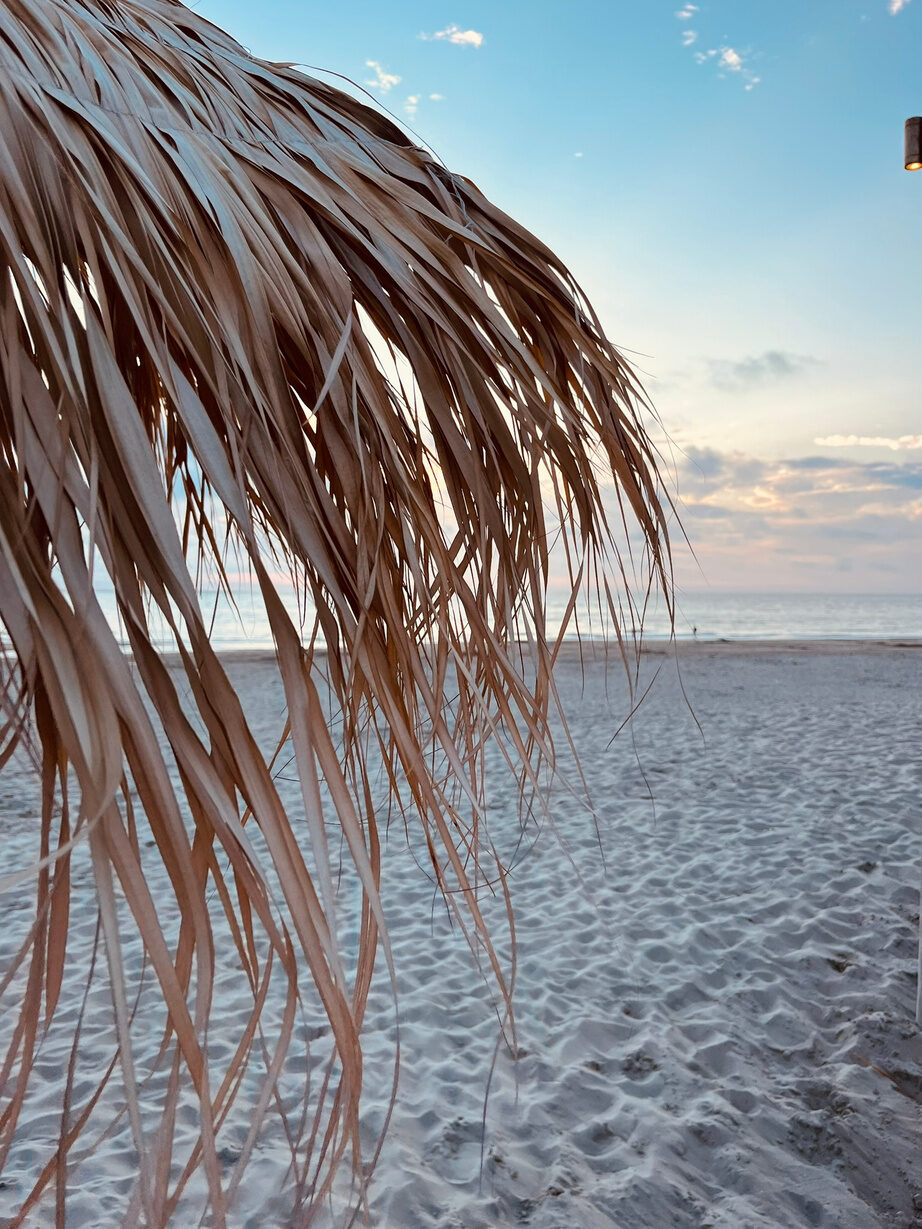 Palmblad bij zonsondergang op het strand van Texel.